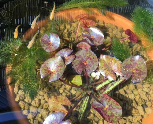 川砂とは 特徴や効果は 使い方は Greensnap グリーンスナップ