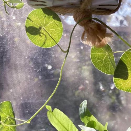 鉢底ネットとは 役割や使い方 別のもので代用できる Greensnap グリーンスナップ