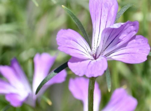 アグロステンマの花言葉 意味や由来は 花の特徴や開花時期は Greensnap グリーンスナップ