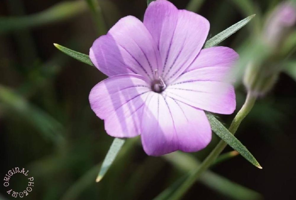 アグロステンマ