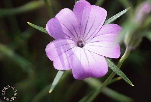 アグロステンマの花言葉 意味や由来は 花の特徴や開花時期は Greensnap グリーンスナップ