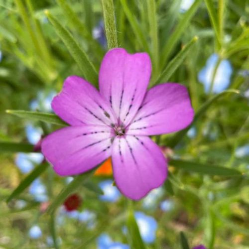アグロステンマの花言葉 意味や由来は 花の特徴や開花時期は Greensnap グリーンスナップ