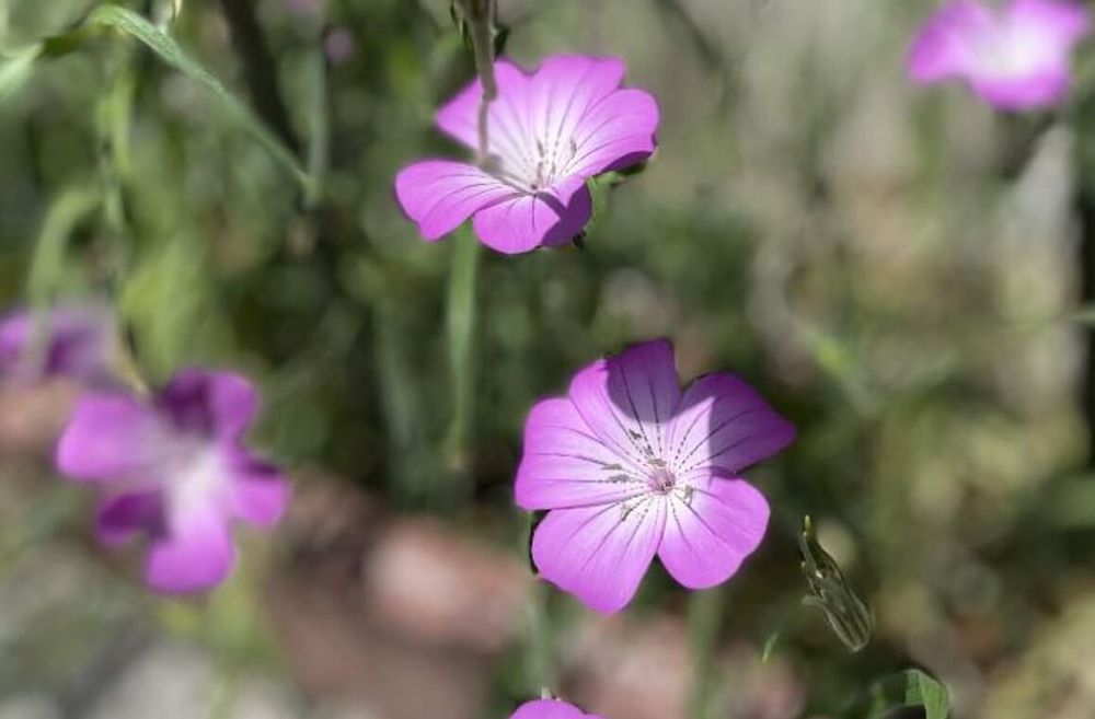 アグロステンマ