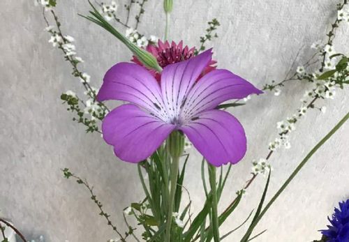 アグロステンマの花言葉 意味や由来は 花の特徴や開花時期は Greensnap グリーンスナップ