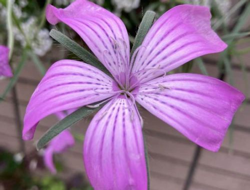 アグロステンマの花言葉 意味や由来は 花の特徴や開花時期は Greensnap グリーンスナップ