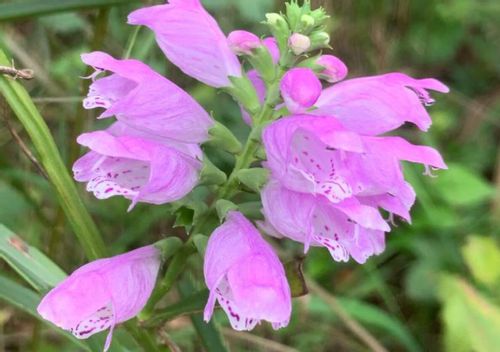 ハナトラノオの育て方 苗の植え付け時期 増やし方は Greensnap グリーンスナップ