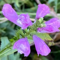 ハナトラノオの育て方｜苗の植え付け時期、増やし方は？の画像