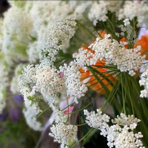 ホワイトレースフラワーの花言葉 種類や花の特徴 ドライフラワーや切り花で楽しもう Greensnap グリーンスナップ