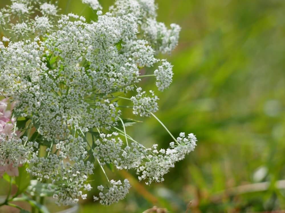 ホワイトレースフラワー