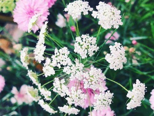 ホワイトレースフラワーの花言葉 種類や花の特徴 ドライフラワーや切り花で楽しもう Greensnap グリーンスナップ