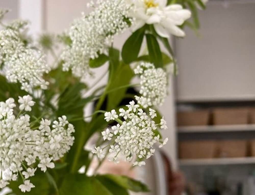 ホワイトレースフラワー