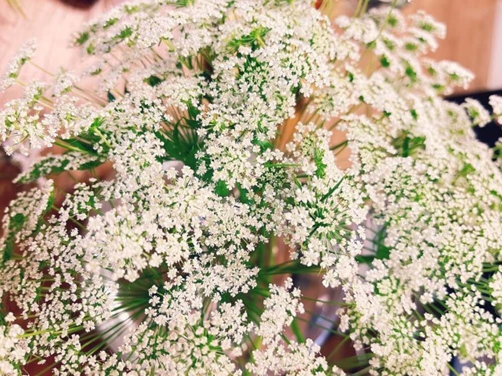 ホワイトレースフラワー