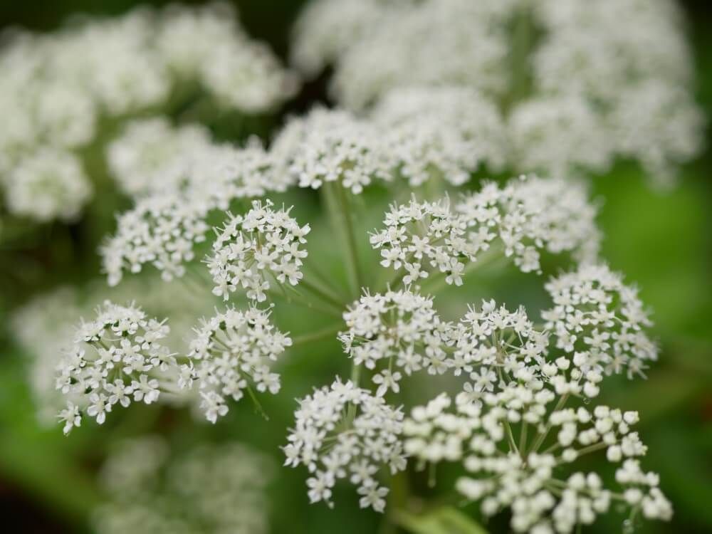 ホワイトレースフラワー