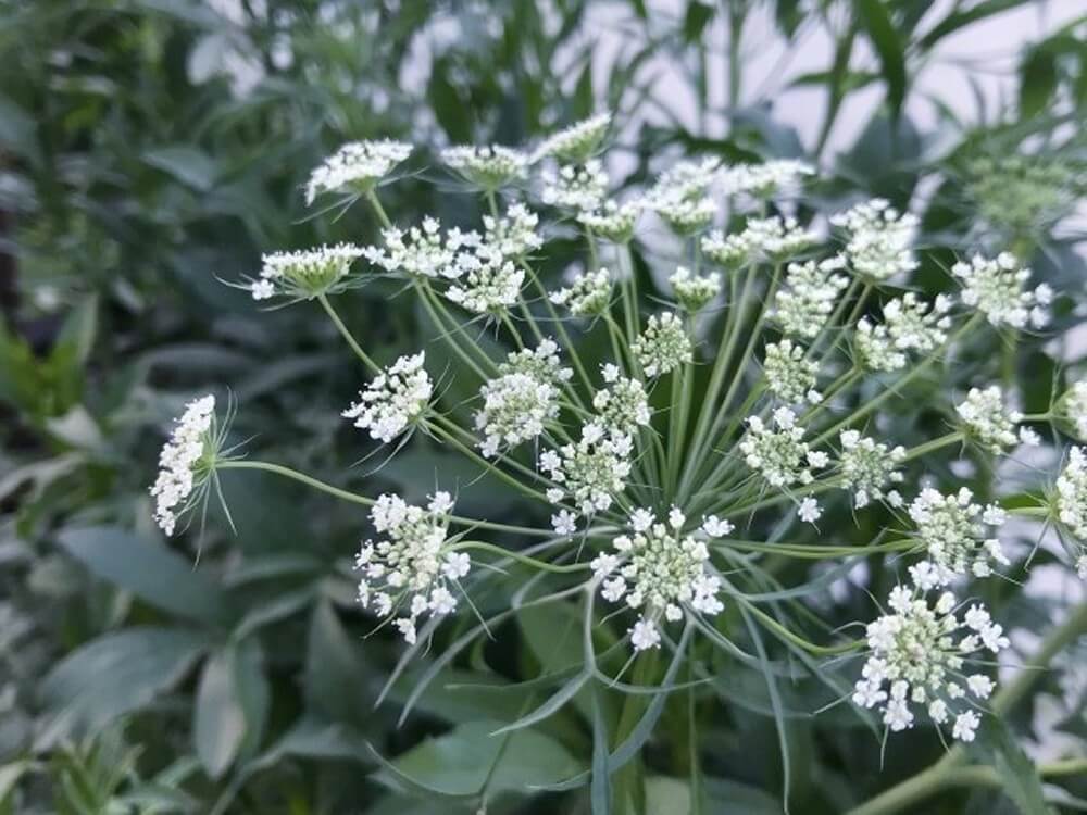 正規品質保証 ホワイトレースフラワー 種 植物 観葉植物