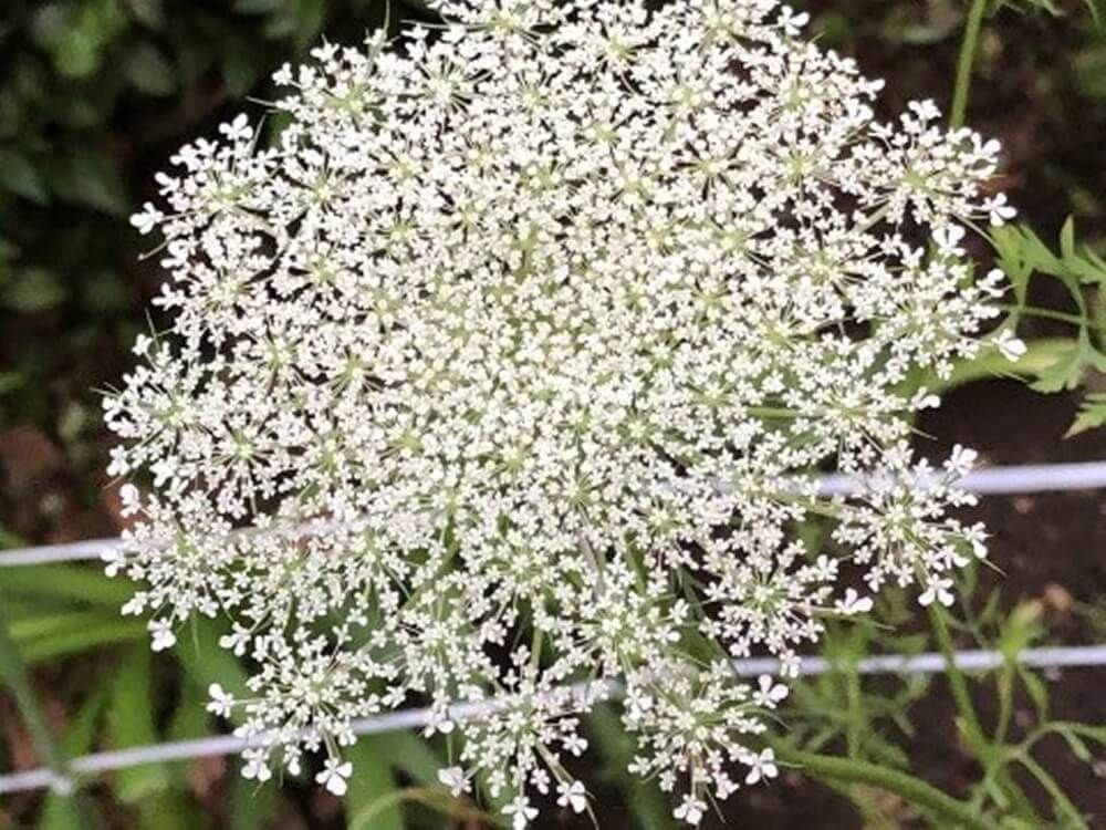 アミ・ビスナガ