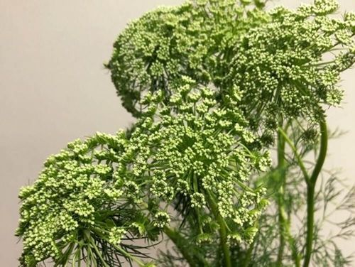 ホワイトレースフラワーの花言葉 種類や花の特徴 ドライフラワーや切り花で楽しもう Greensnap グリーンスナップ