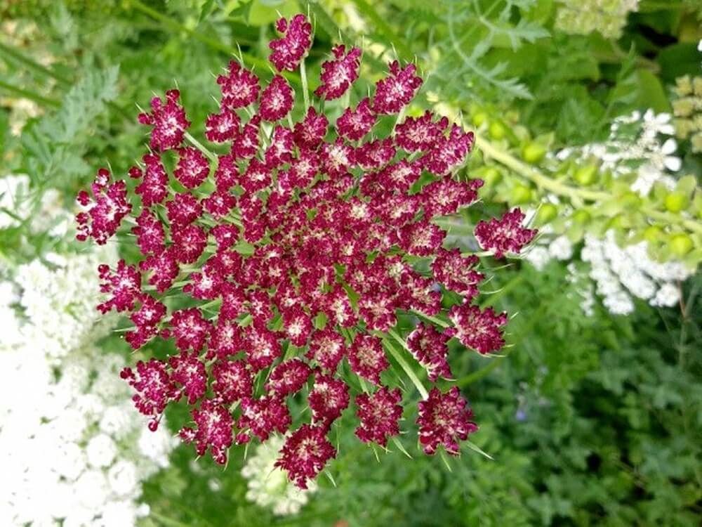 ダウカスボルドー