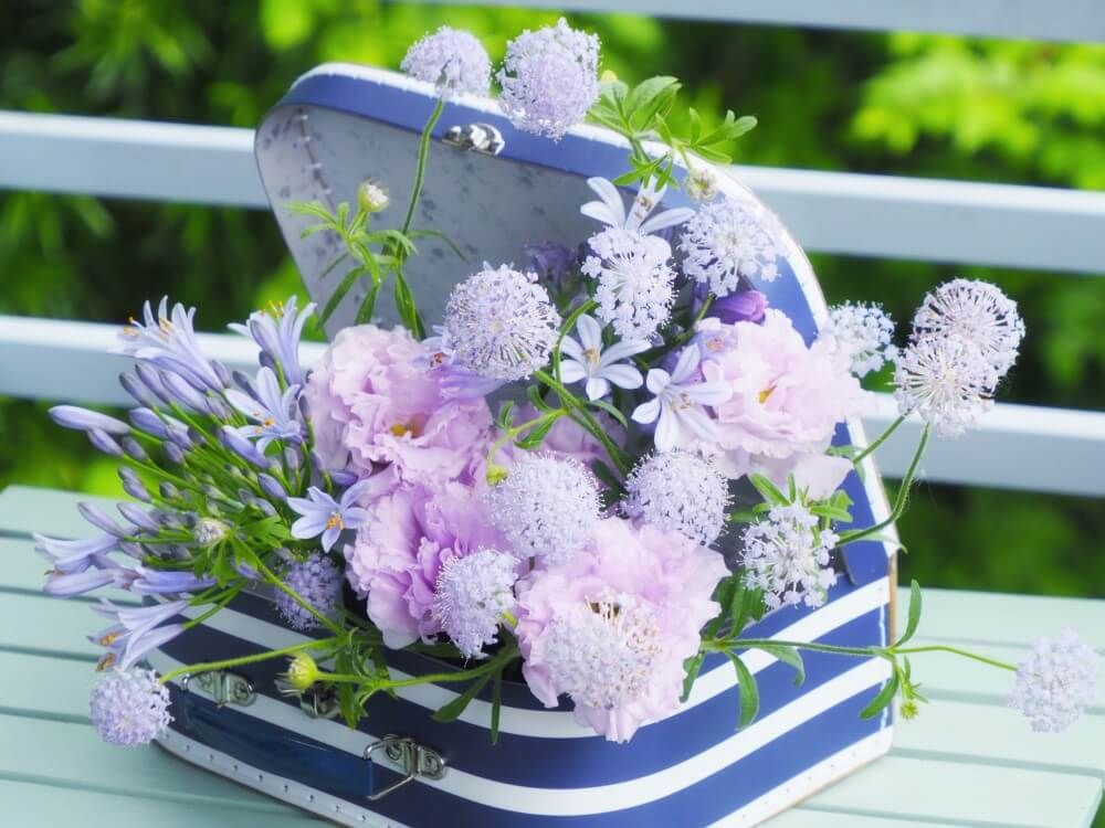 ホワイトレースフラワー　花