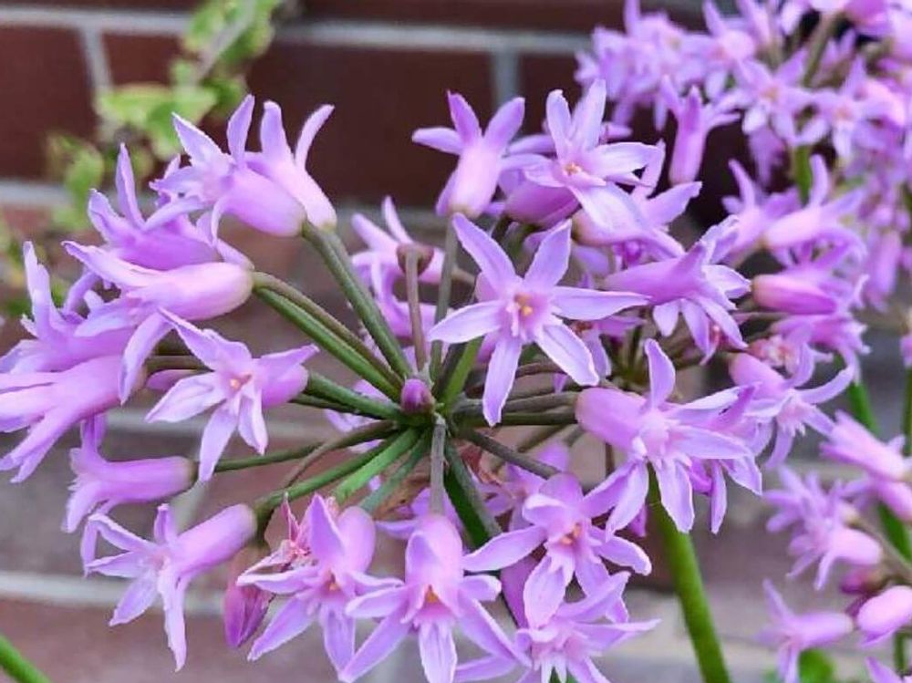 ツルバキア　ピンク色の花