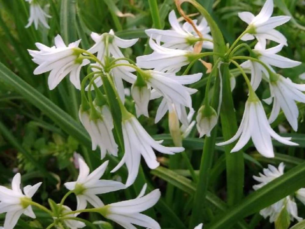 ツルバキア　白い花