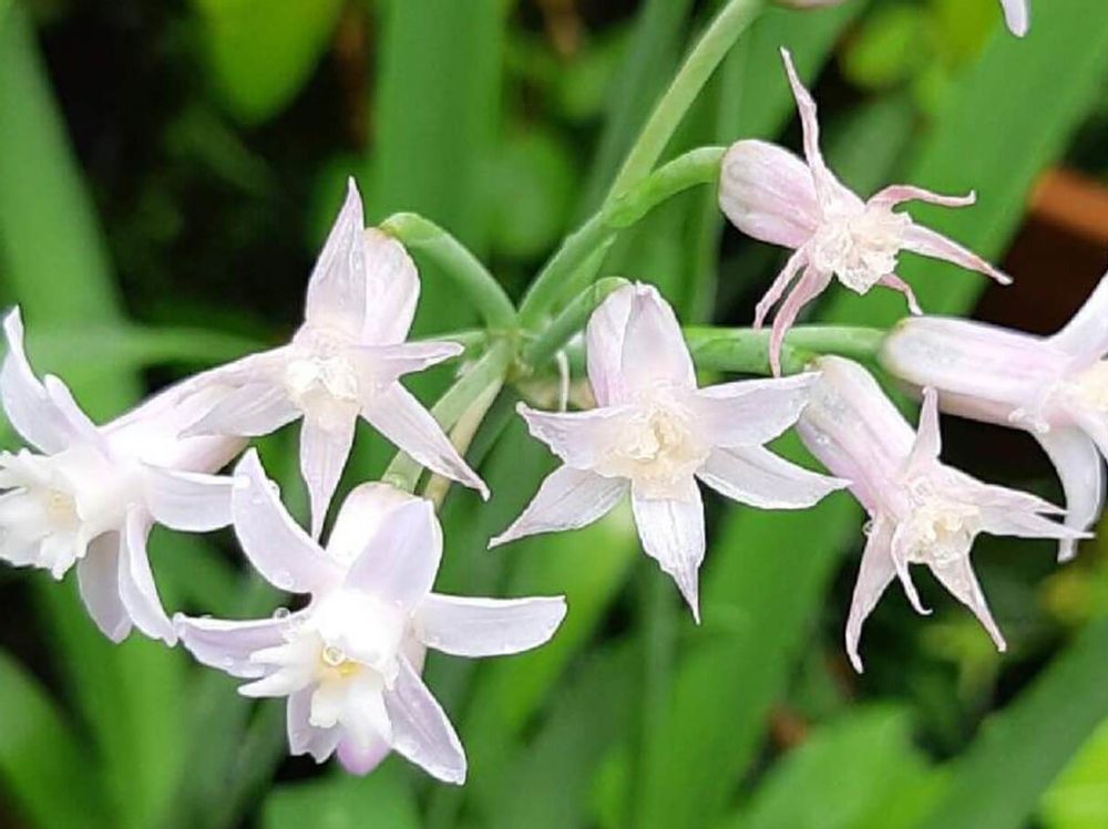 ツルバキア　白い花