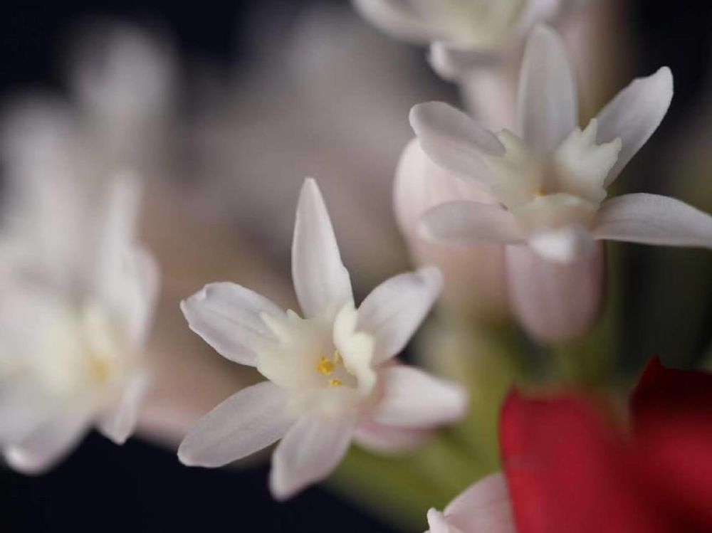 ツルバキア　白い花