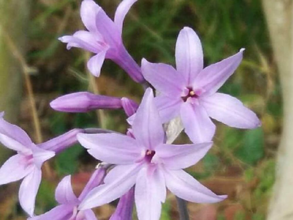 ツルバキア　紫色の花