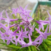 ツルバキアの育て方｜肥料や水やりの頻度は？病害虫の心配はない？の画像