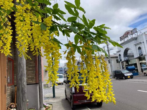 キングサリの育て方 毒性がある 鉢植えでも地植えでもok Greensnap グリーンスナップ キングサリの育て方 毒性がある 鉢植えでも地植えでもok Greensnap グリーンスナップ