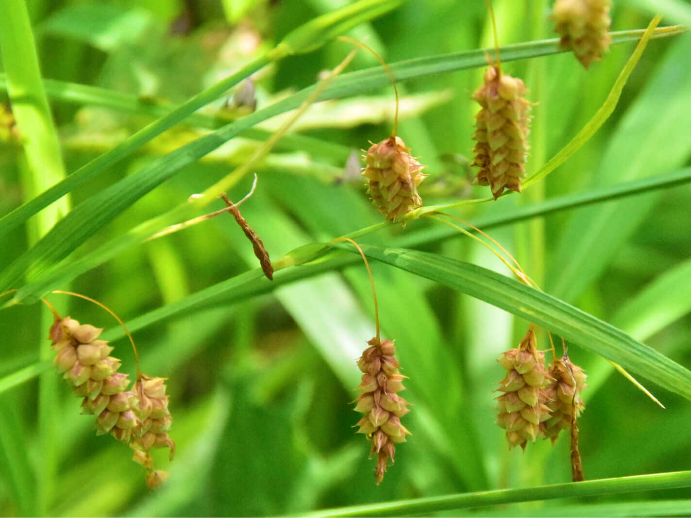 コバンソウとは 花言葉や花の特徴 ドライフラワーの作り方や食べることもできる Greensnap グリーンスナップ