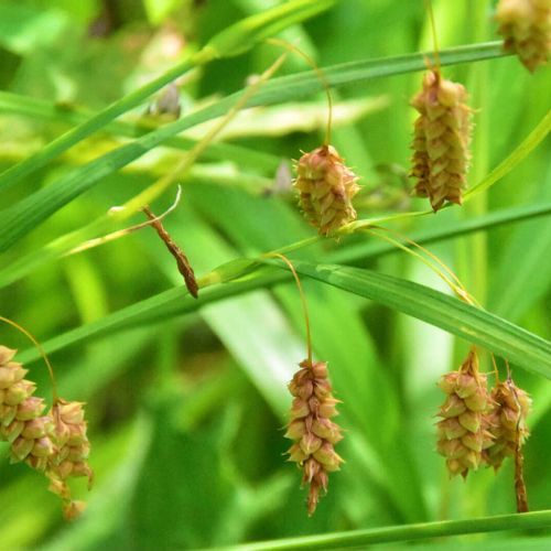 コバンソウとは 花言葉や花の特徴 ドライフラワーの作り方や食べることもできる Greensnap グリーンスナップ