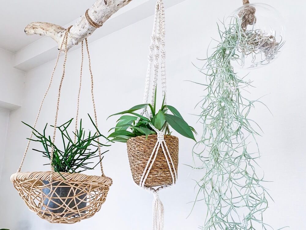 写真：観葉植物　吊るす　インテリアコーディネート