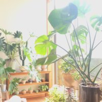 失敗しない観葉植物の植え替え方法｜時期はいつ？切るべき根はどれ？の画像