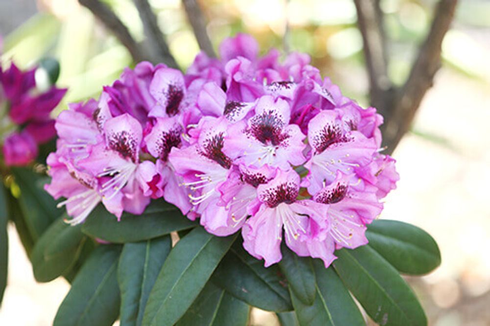 シャクナゲ・パープルドーム