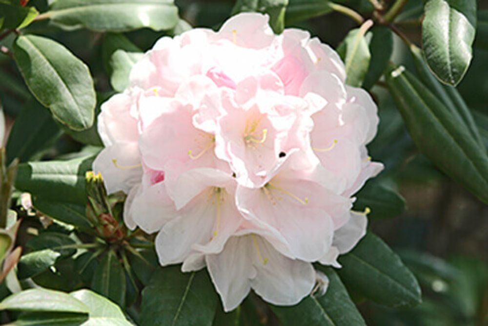 シャクナゲ・真珠姫