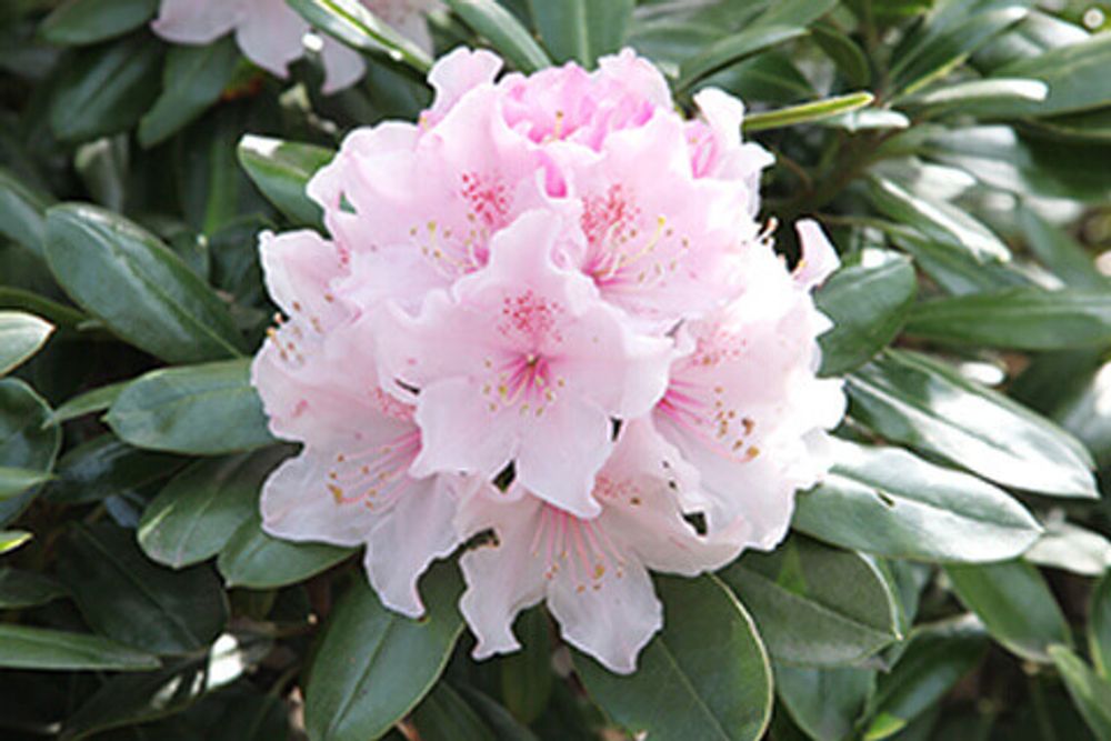 シャクナゲ・ウエディングブーケ