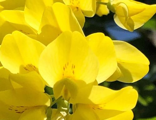 キングサリの花言葉 意味や由来は 花の特徴 種類は Greensnap グリーンスナップ