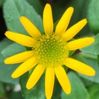 サンビタリアの育て方｜土質はアルカリ性を好む？剪定は必要？の画像