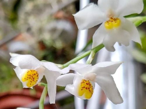 オドントグロッサムの花言葉 意味や由来は 個性的な見た目が関係してる Greensnap グリーンスナップ