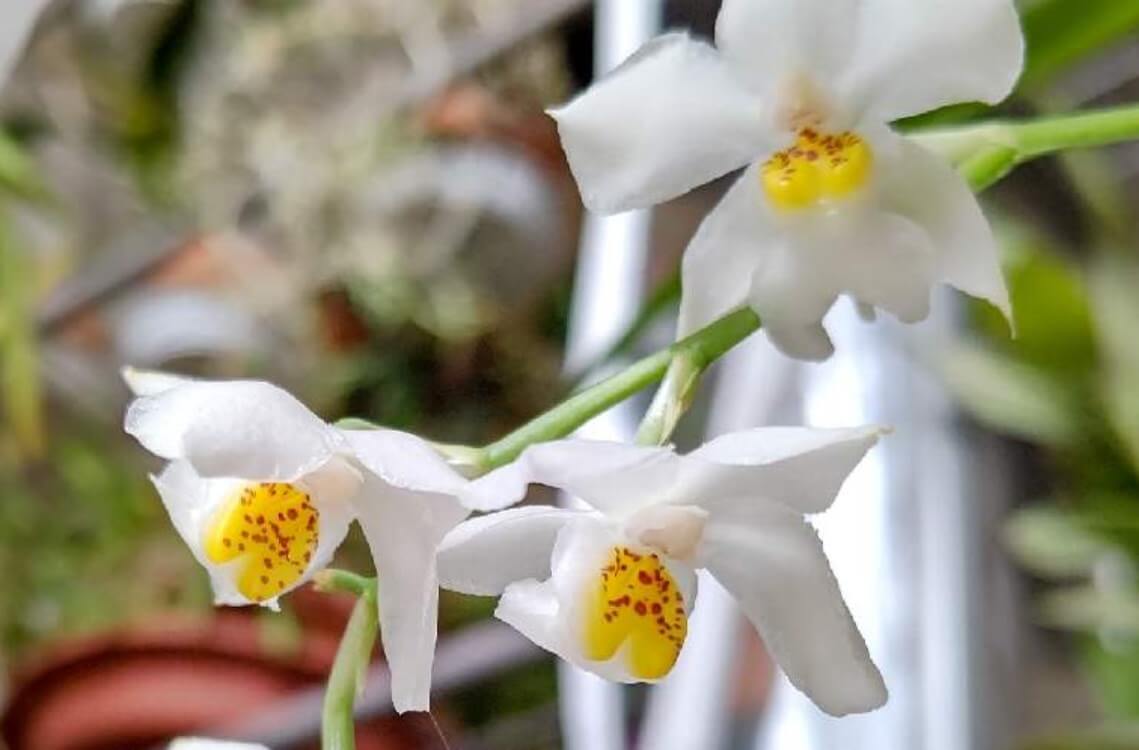 オドントグロッサムの育て方 季節ごとに栽培場所を変える 水やりのコツは Greensnap グリーンスナップ