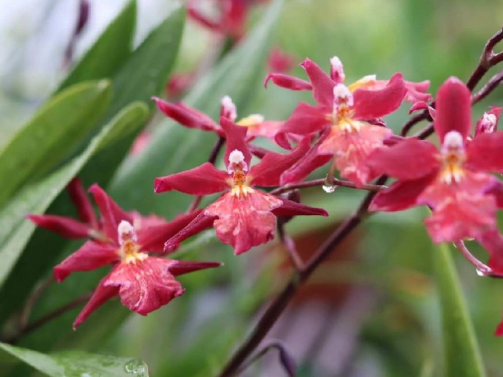 オドントグロッサム　赤い花