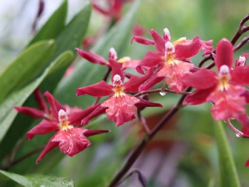 オドントグロッサムの育て方 季節ごとに栽培場所を変える 水やりのコツは Greensnap グリーンスナップ