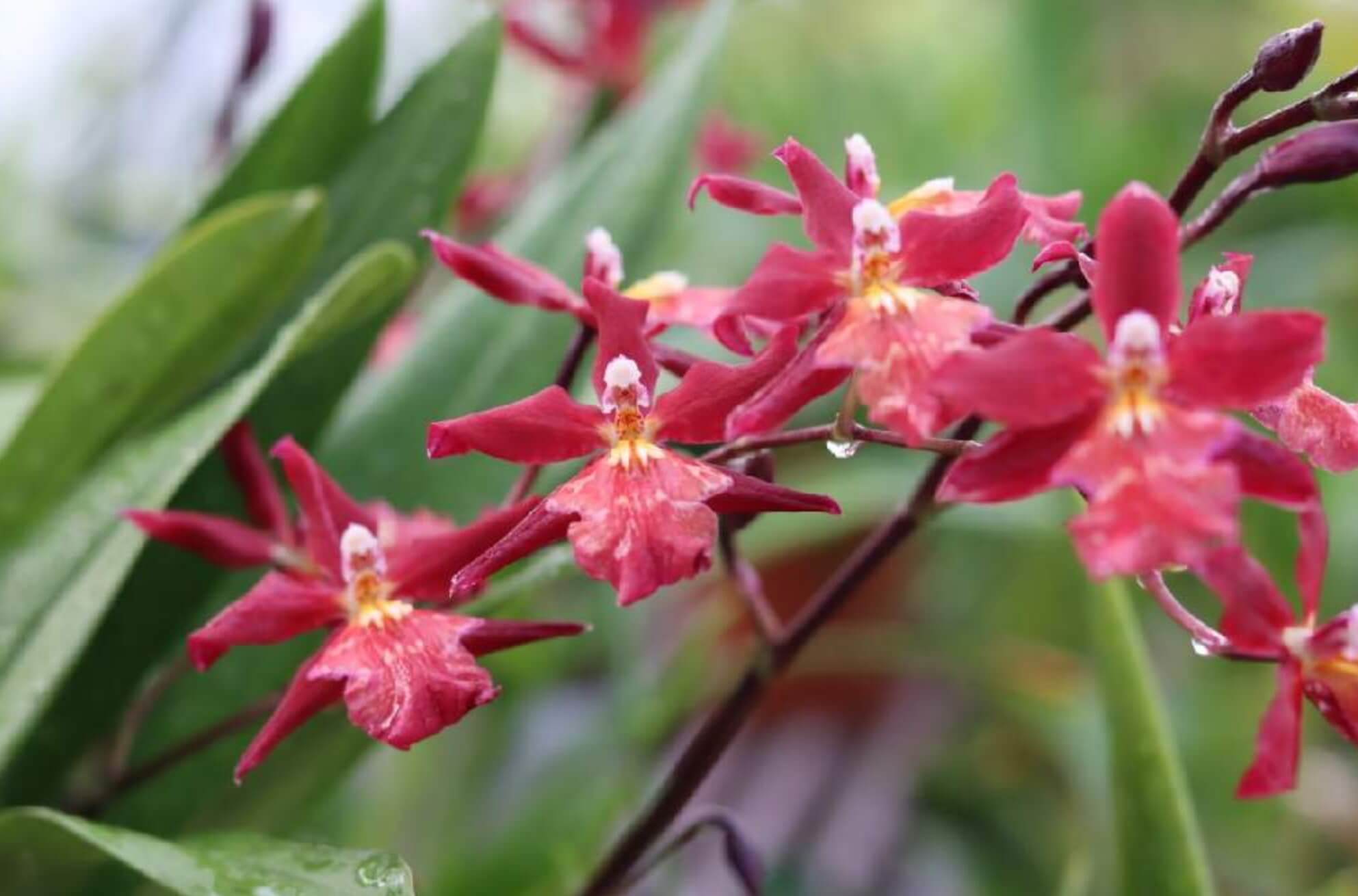 オドントグロッサムの育て方 季節ごとに栽培場所を変える 水やりのコツは Greensnap グリーンスナップ