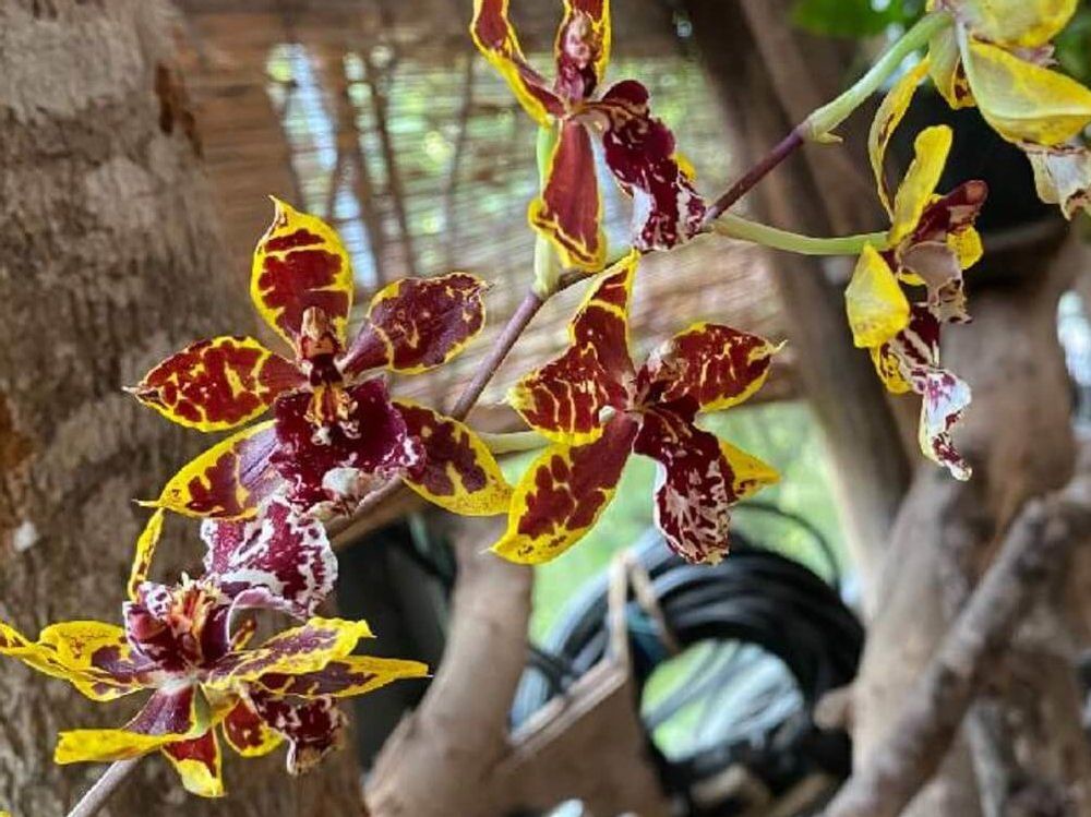 オドントグロッサム　茶色の葉