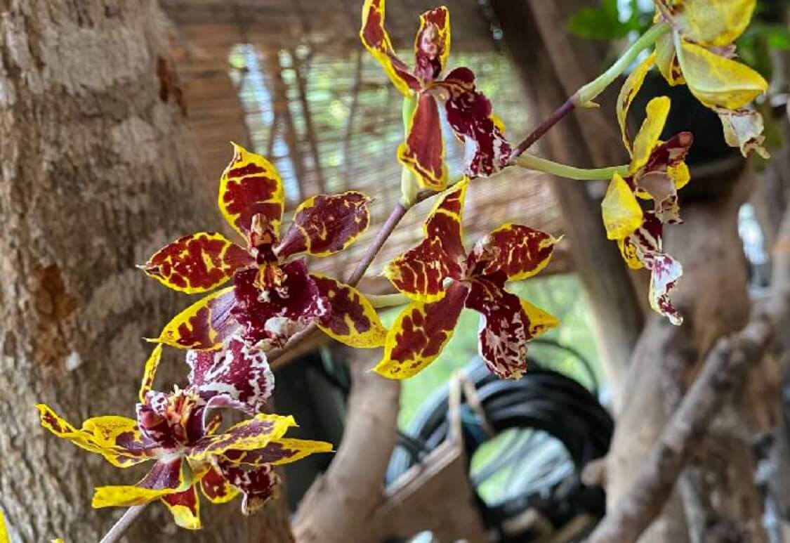 オドントグロッサムの育て方 季節ごとに栽培場所を変える 水やりのコツは Greensnap グリーンスナップ