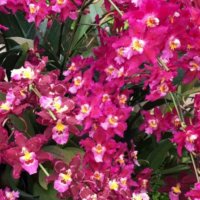 オドントグロッサムの育て方｜季節ごとに栽培場所を変える？水やりのコツは？の画像