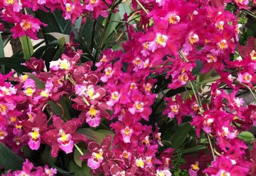 オドントグロッサムの花言葉 意味や由来は 個性的な見た目が関係してる Greensnap グリーンスナップ