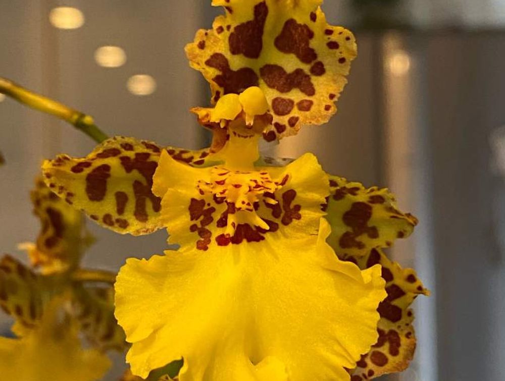 オドントグロッサム