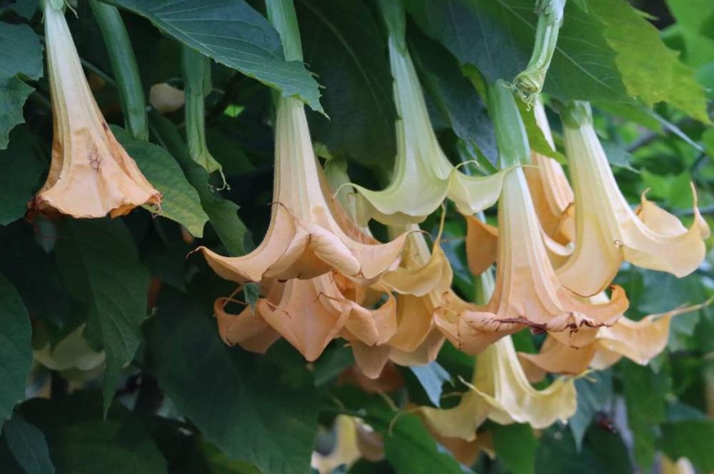 エンジェルストランペット