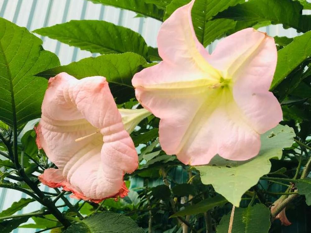 エンジェルストランペット